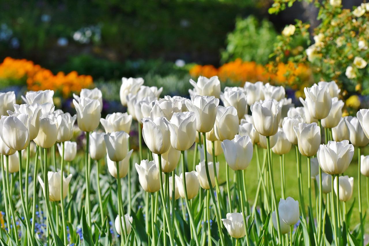 tulips, tulip field, tulip blossom-3406530.jpg